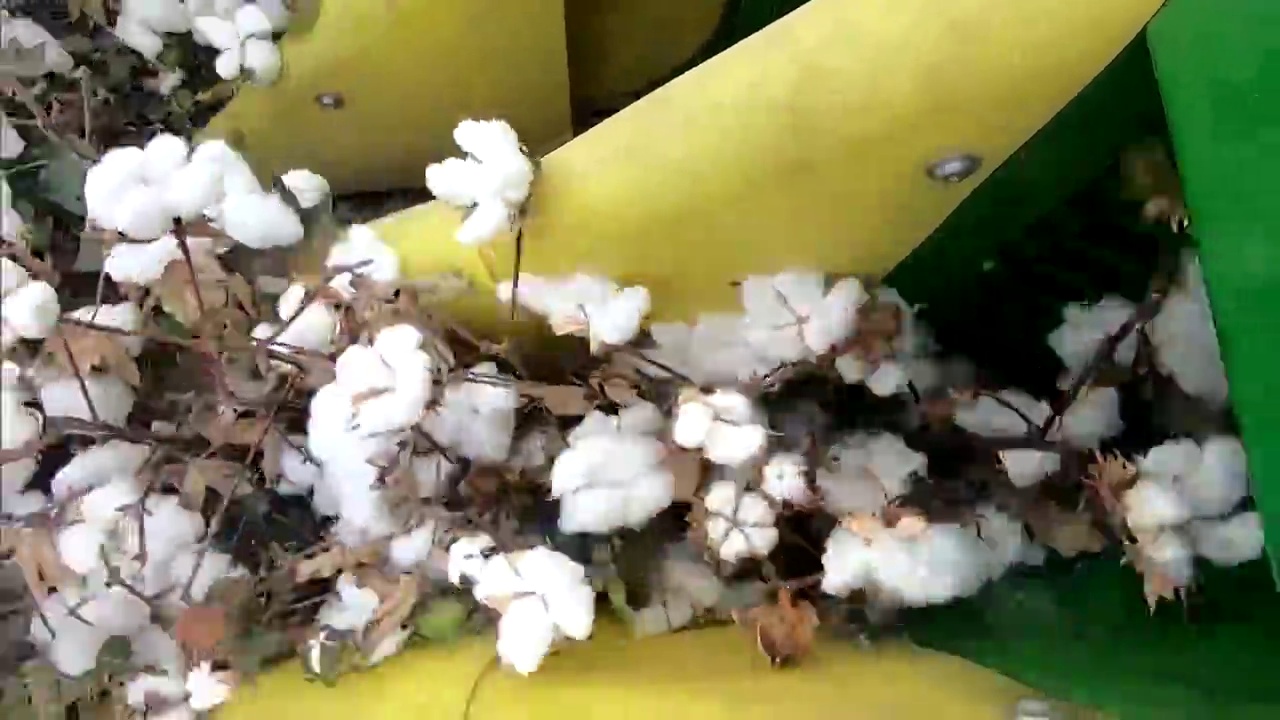 新疆棉花收割场景视频素材