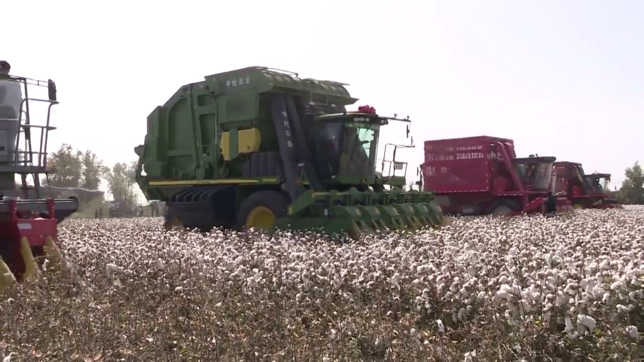新疆棉花收割场景视频素材