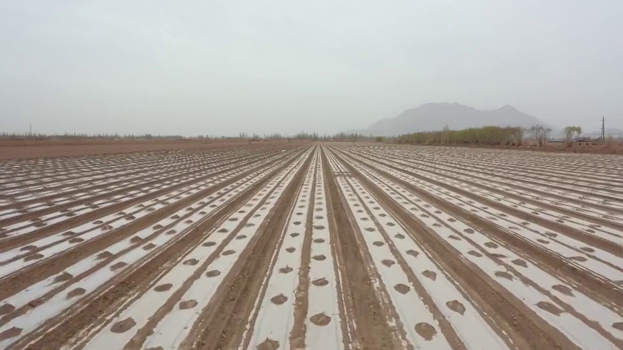 新疆维吾尔自治区的棉花田视频素材