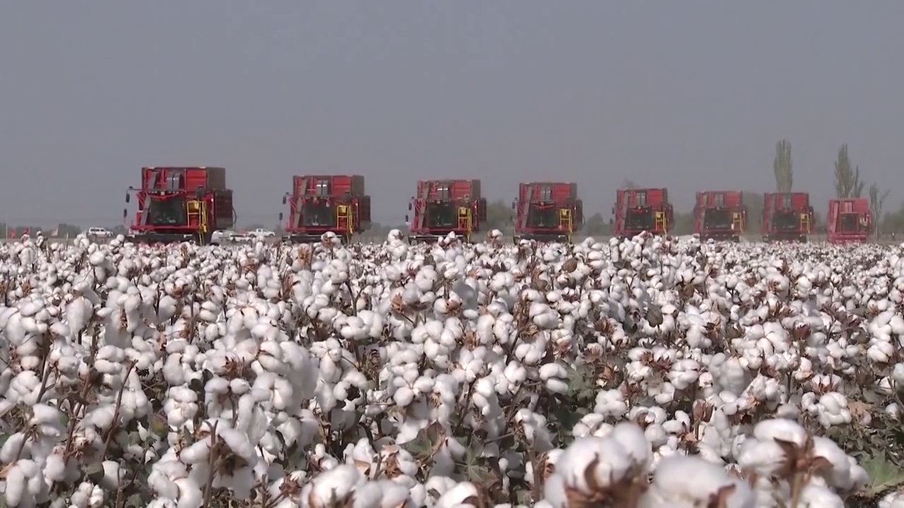 新疆维吾尔自治区收割机在棉花田工作视频素材