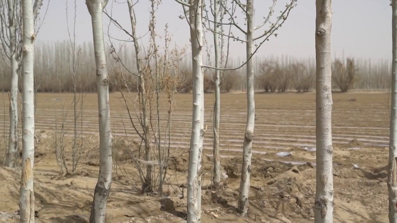 新疆维吾尔自治区和田地区乡村的树木视频素材