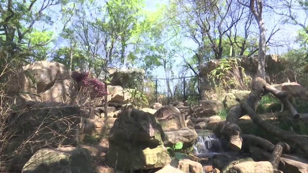 江苏省南京市动物园内的狼在活动视频素材