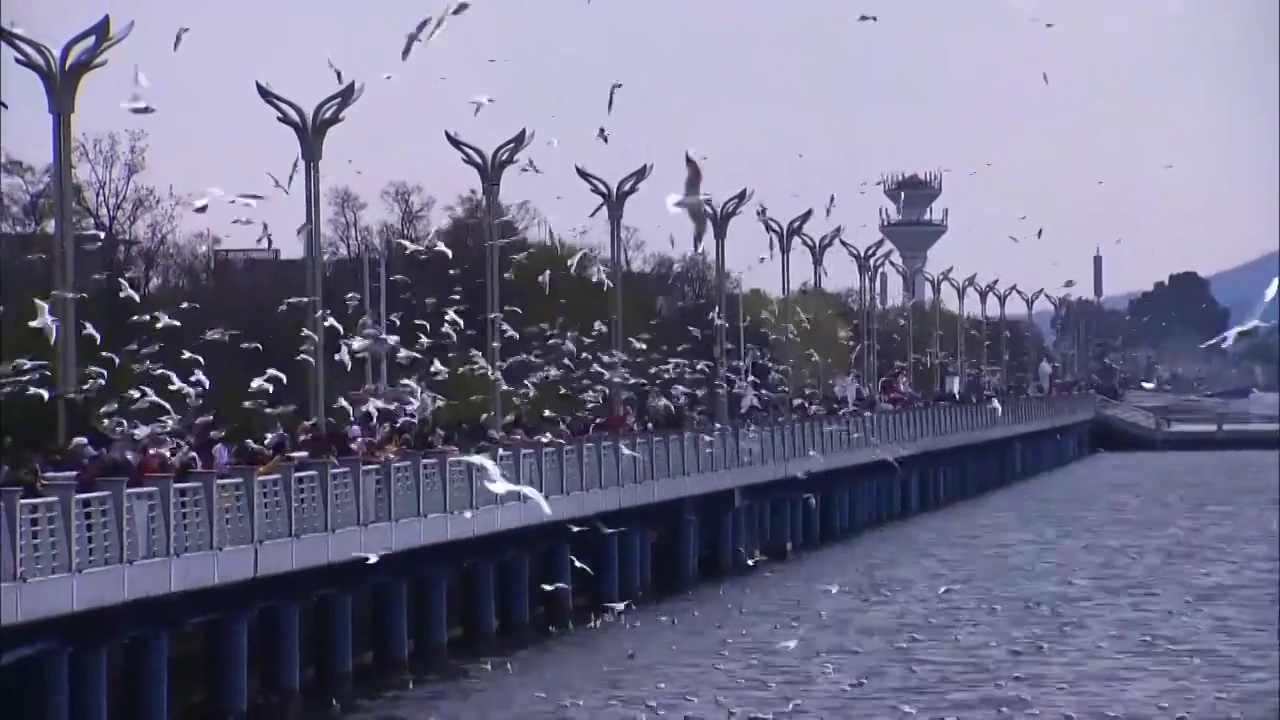 云南昆明生态湿地群鸟景观视频素材