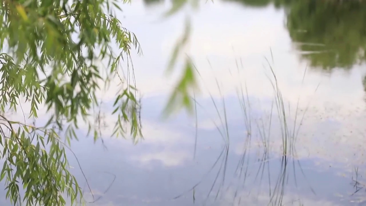 云南昆明生态湿地视频素材