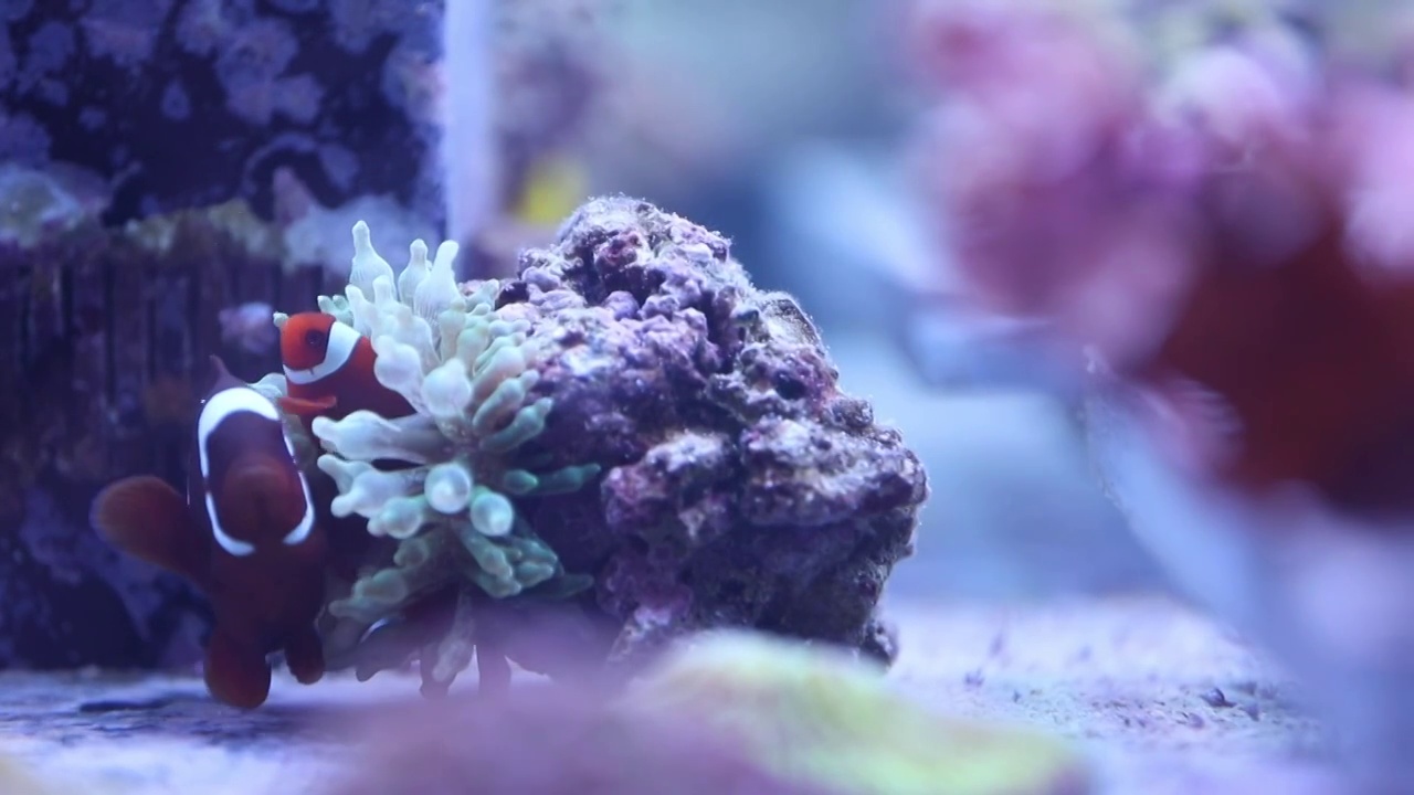 海南三亚实验室内的珊瑚样本和热带鱼视频素材