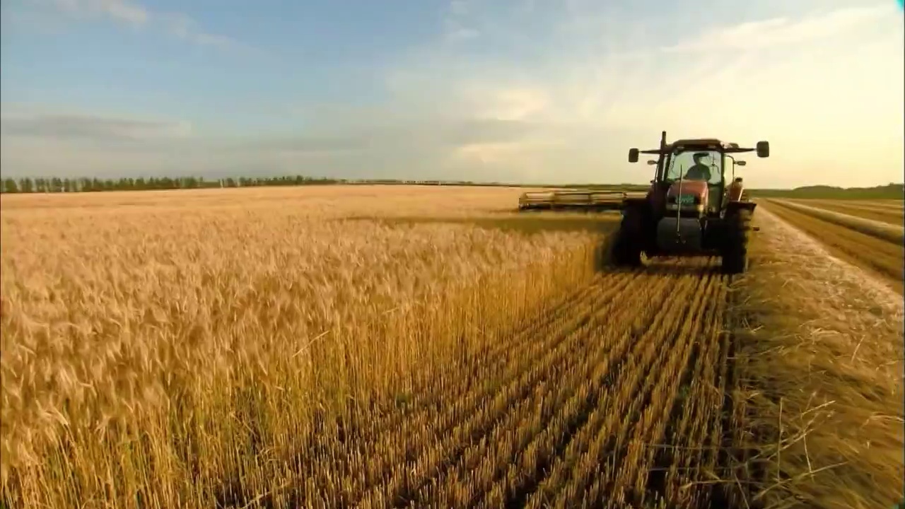 中国小麦收割航拍视频素材