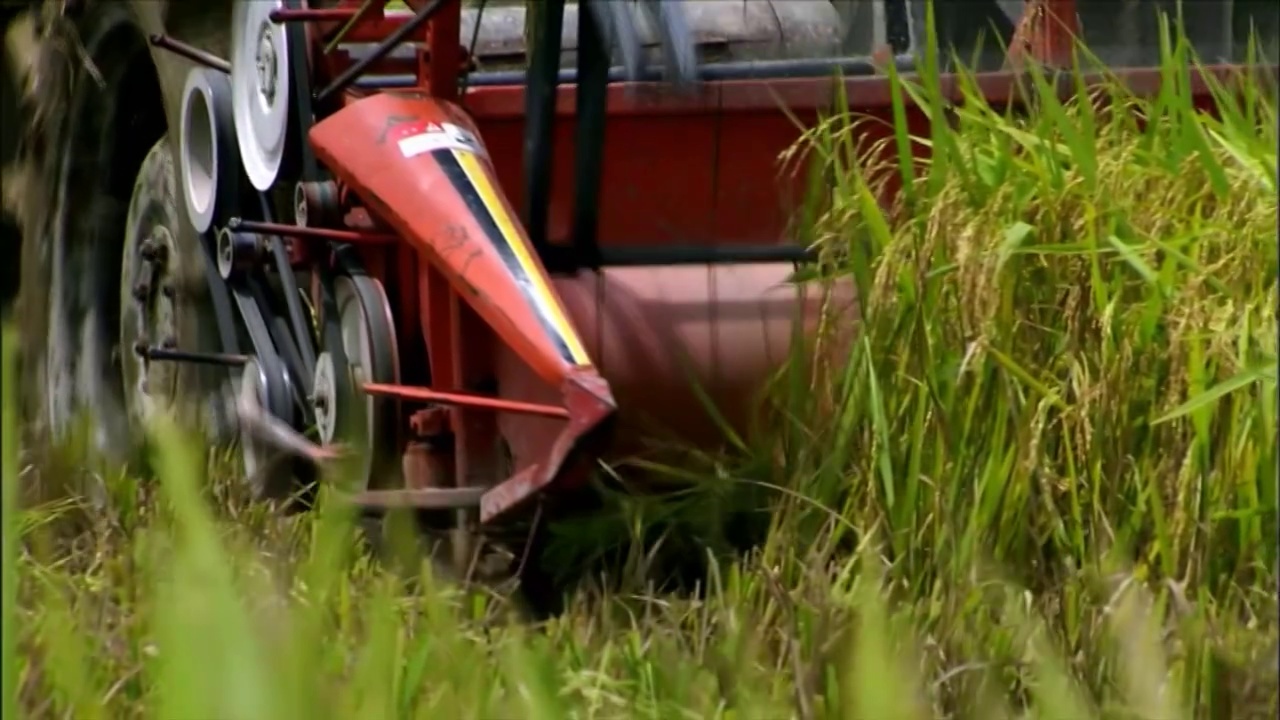 中国水稻收割机收获航拍视频素材