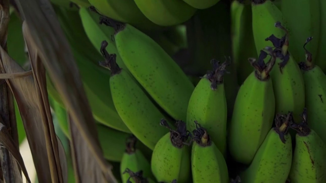 海南海口未成熟香蕉视频素材