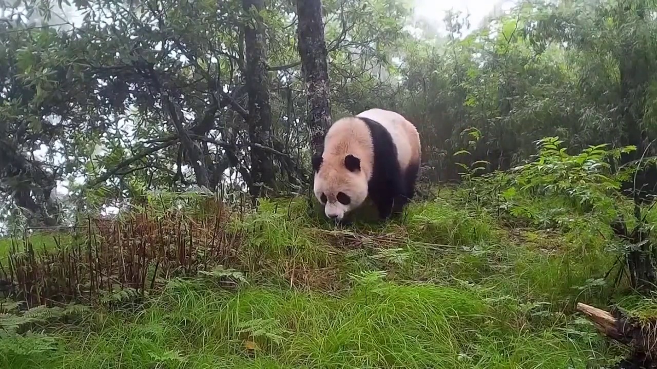 中国甘肃省陇南市山脉航拍和林中的大熊猫视频素材