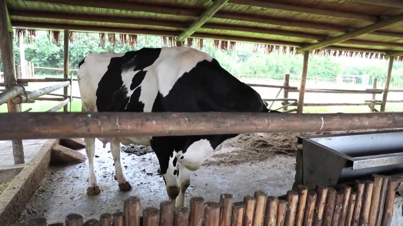 浙江衢州牧场里的奶牛视频素材