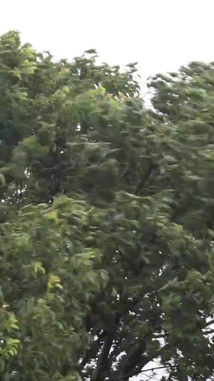 大风中摇摆弯曲的树木视频下载