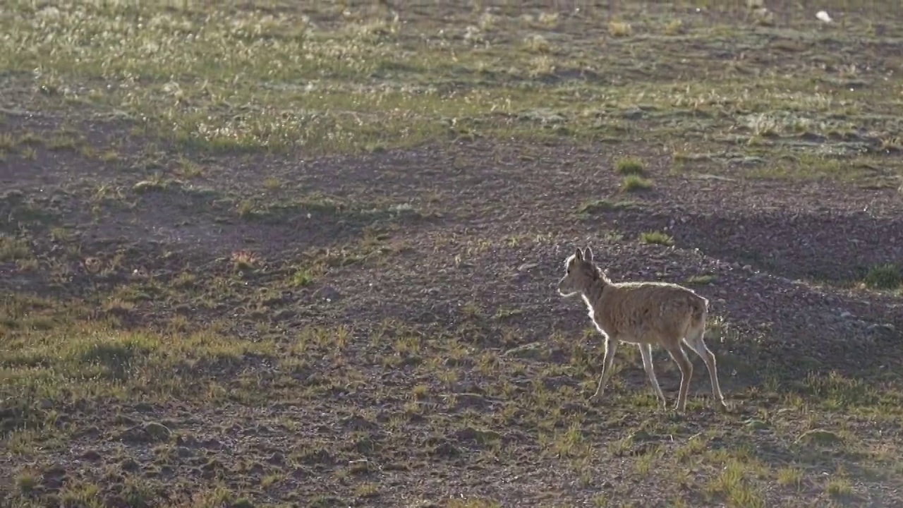 昆仑山脉可可西里野生动物藏羚羊视频素材