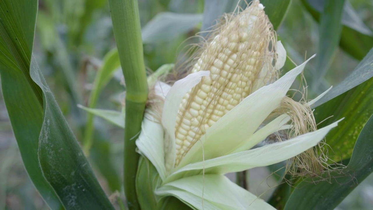 玉米 生长中的玉米穗 玉米地特写 大面积 包谷特写 逆光唯美视频素材