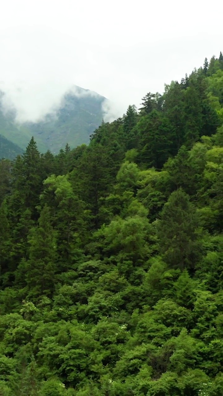 航拍四川黄龙保护区的森林视频素材
