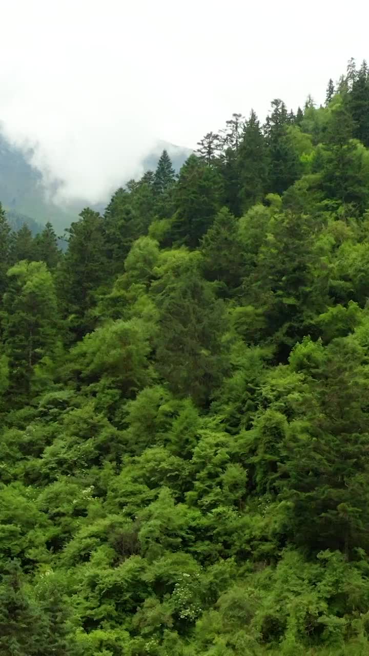 航拍四川黄龙保护区的森林视频素材