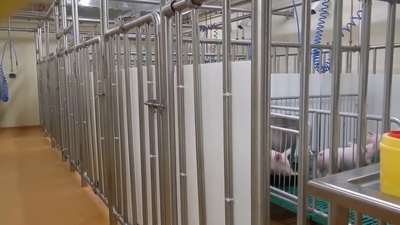 黑龙江省哈尔滨市的实验室内的猪视频素材