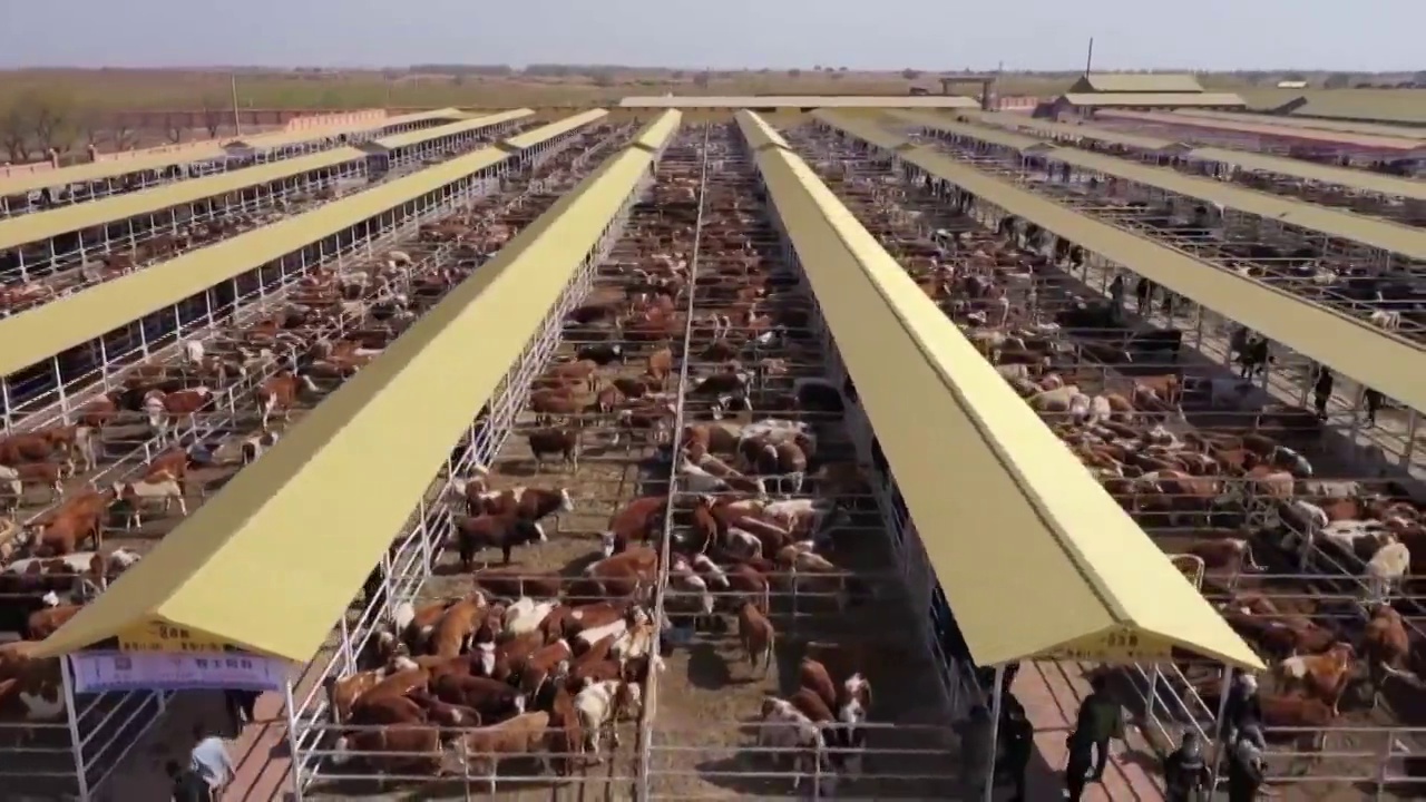 内蒙古自治区的奶牛场视频素材