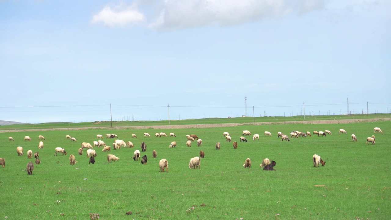 青海湖畔牧场上的牲畜视频素材