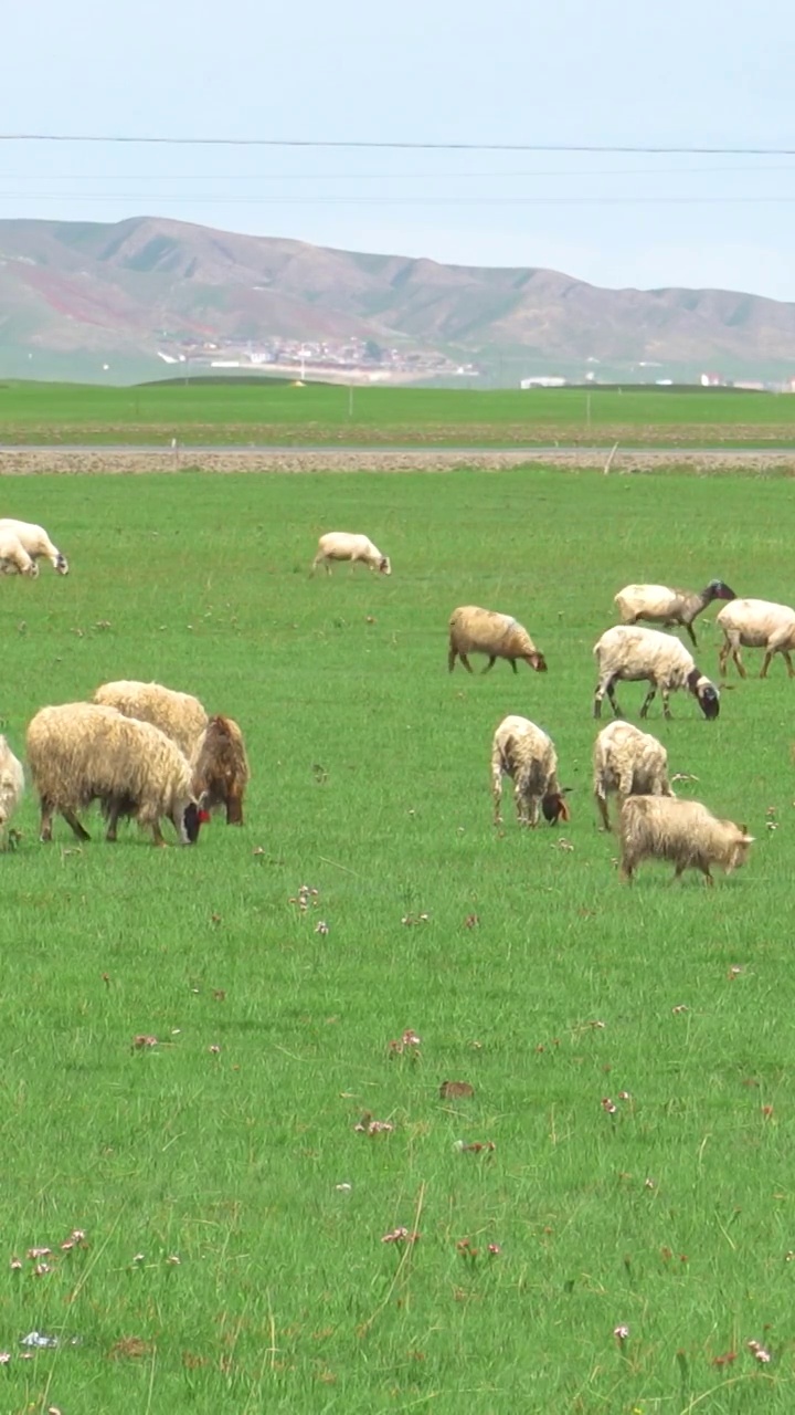 青海湖畔牧场上的牲畜视频素材