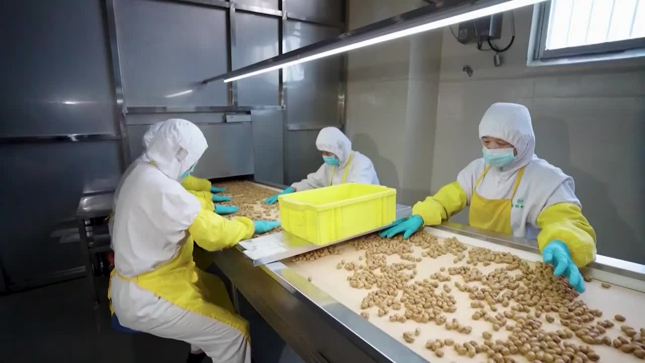 山东青岛加工鹌鹑蛋的工人视频下载