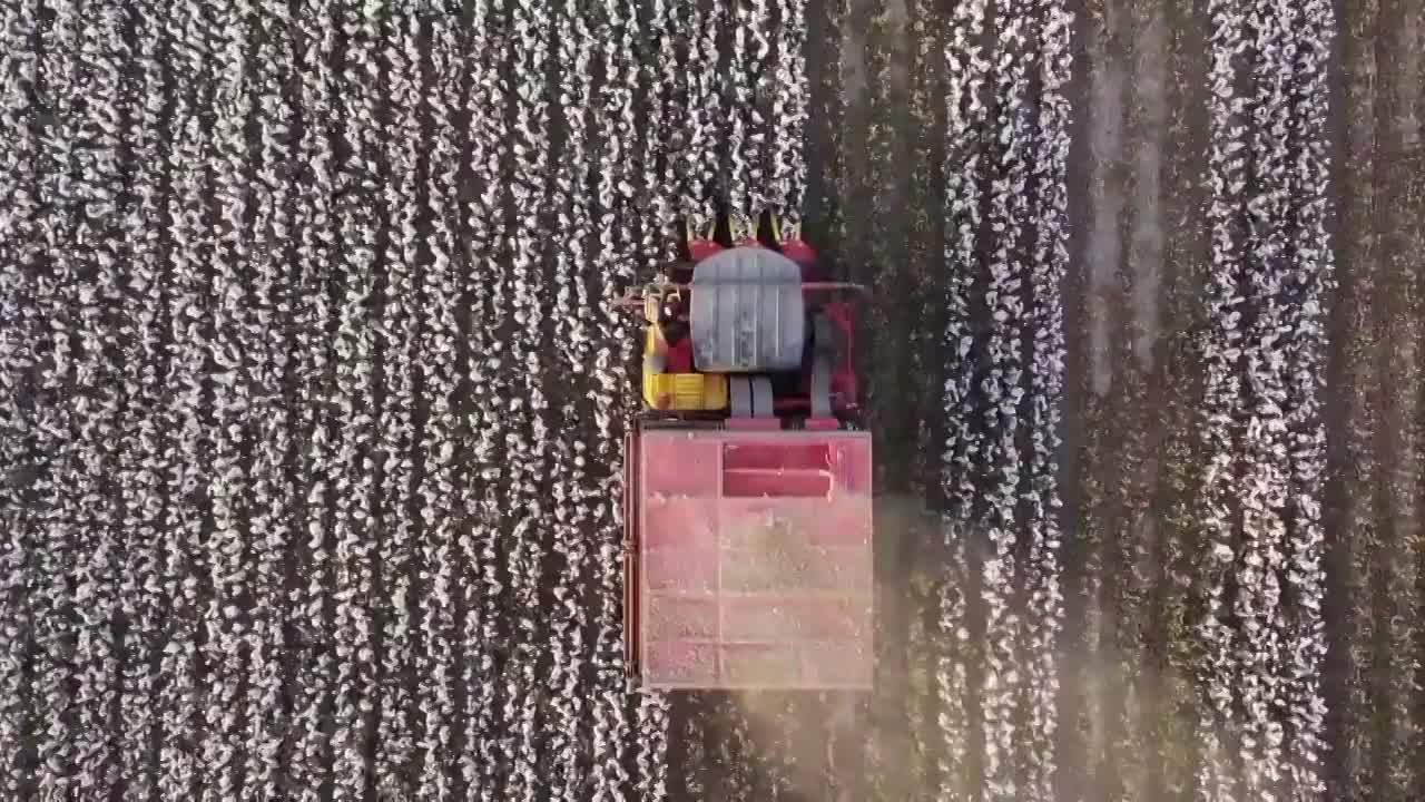 新疆收割机收割新疆棉花的航拍视频素材