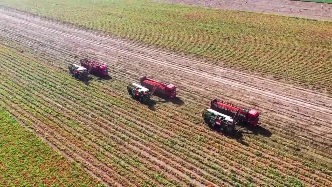 新疆收割机收割番茄的航拍视频素材