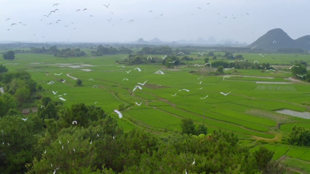 2021年广西桂林上千只白鹭迁徙捕食4K航拍120帧升格影片视频素材
