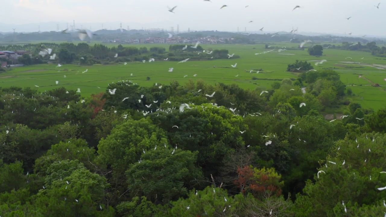 2021年广西桂林上千只白鹭迁徙捕食4K航拍120帧升格影片视频素材