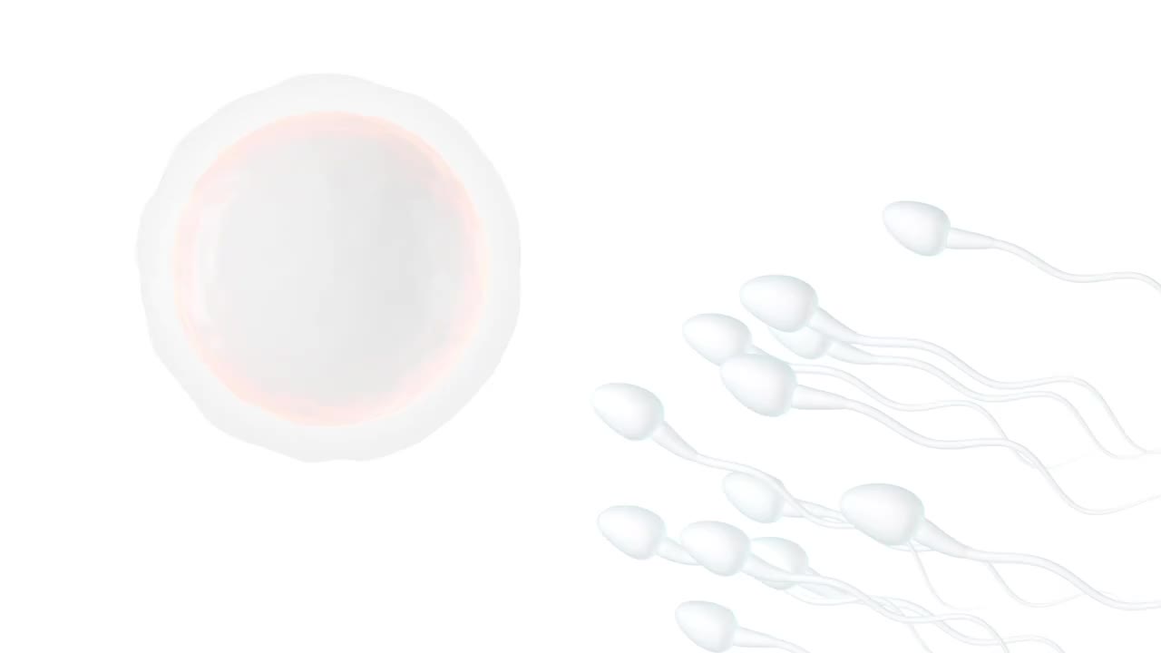 精子与卵细胞 3D渲染视频素材