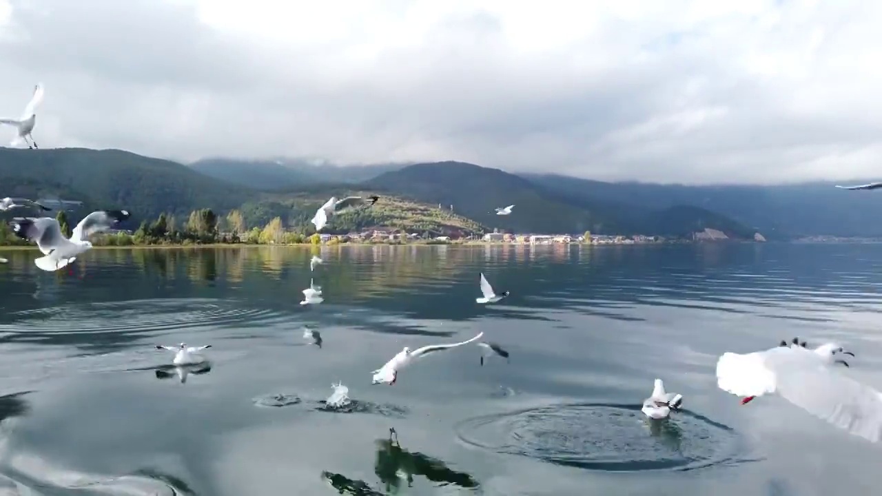 泸沽湖上飞翔觅食的候鸟白色红嘴鸥视频素材