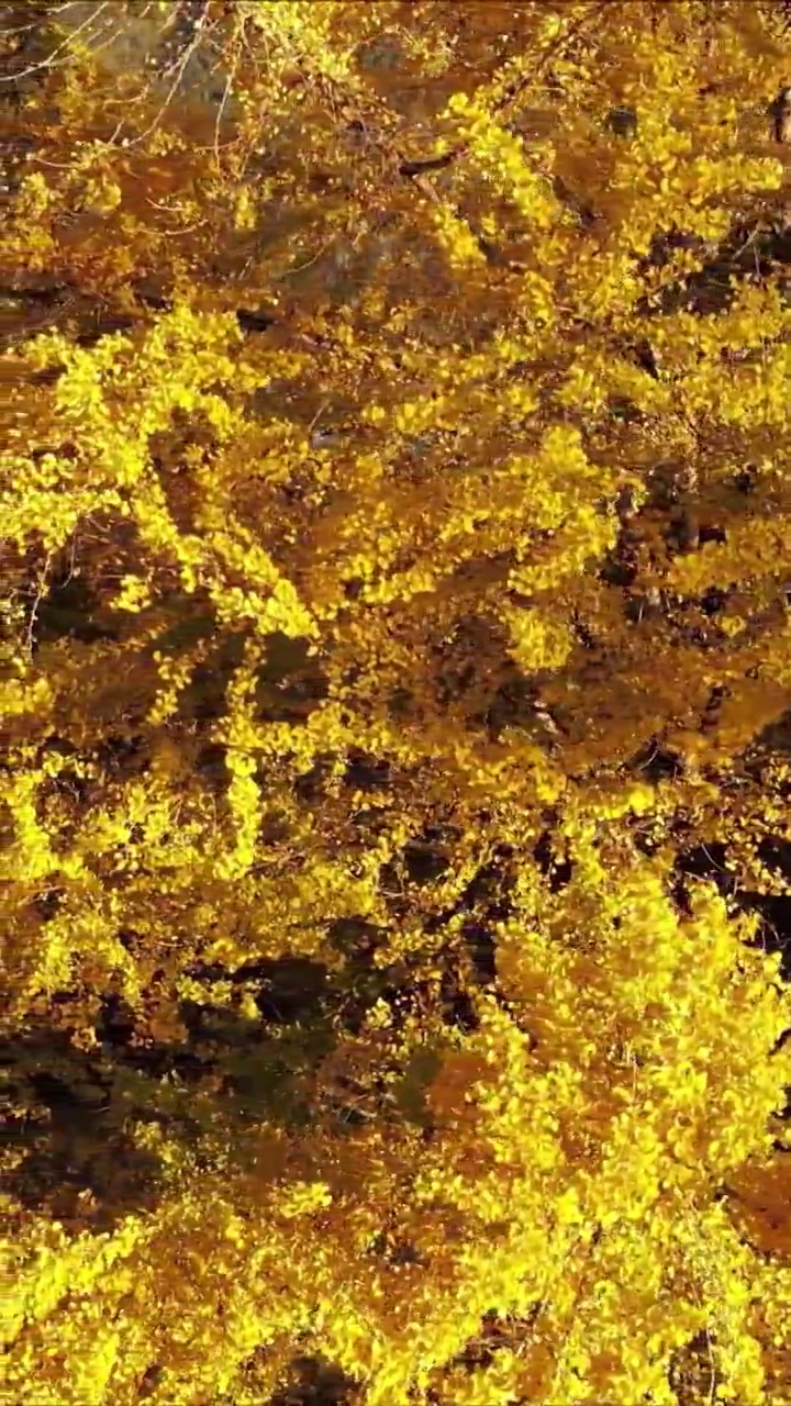 云南腾冲夕阳下金黄色的银杏树近景航拍竖屏视频下载