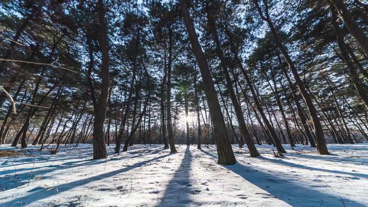4K森林雪景视频素材