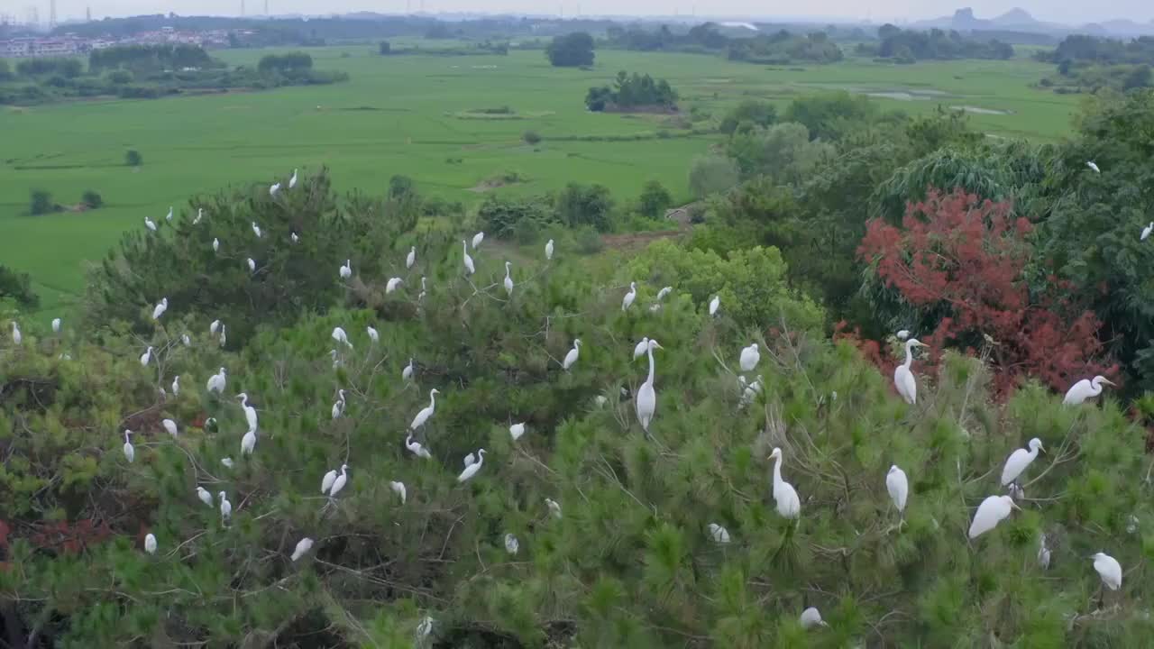 2021年广西桂林上千只白鹭迁徙栖息捕食4K航拍视频影片视频素材