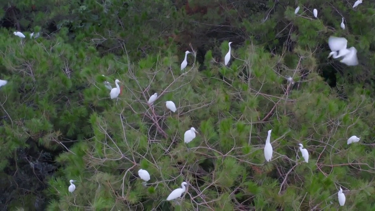 2021年广西桂林上千只白鹭迁徙栖息捕食4K航拍视频影片视频素材