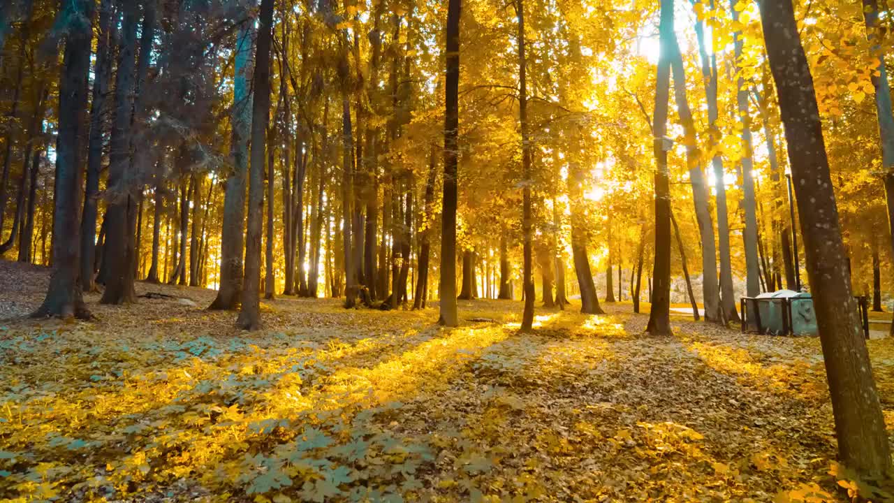 秋天森林夕阳光影延时视频素材