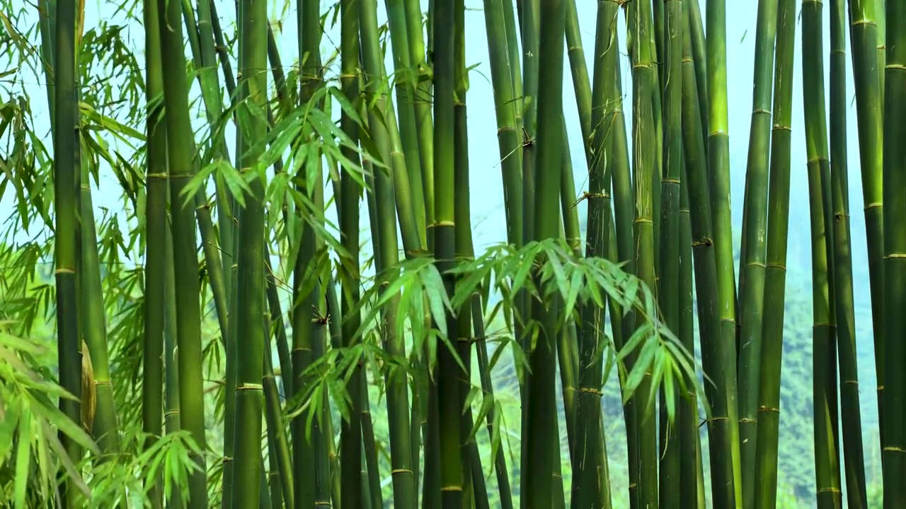 竹子 绿色 竹叶 竹林视频素材