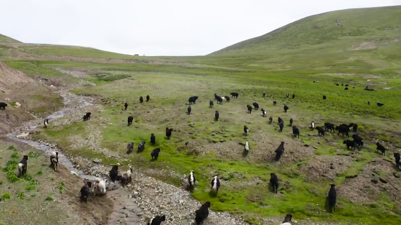 航拍西藏高原的牦牛牛群视频素材