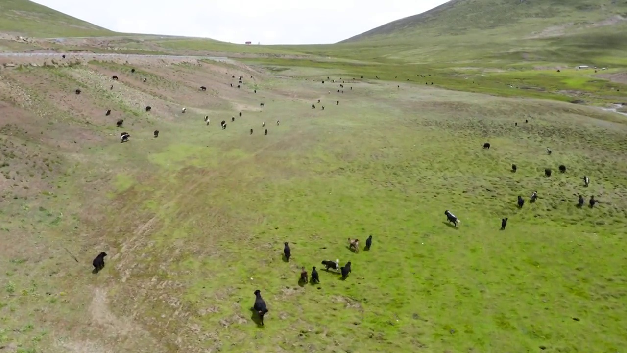 航拍西藏高原的牦牛牛群视频素材