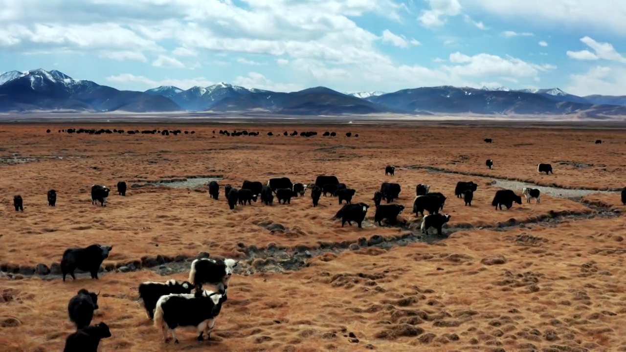 航拍高原上的牦牛牧场视频素材