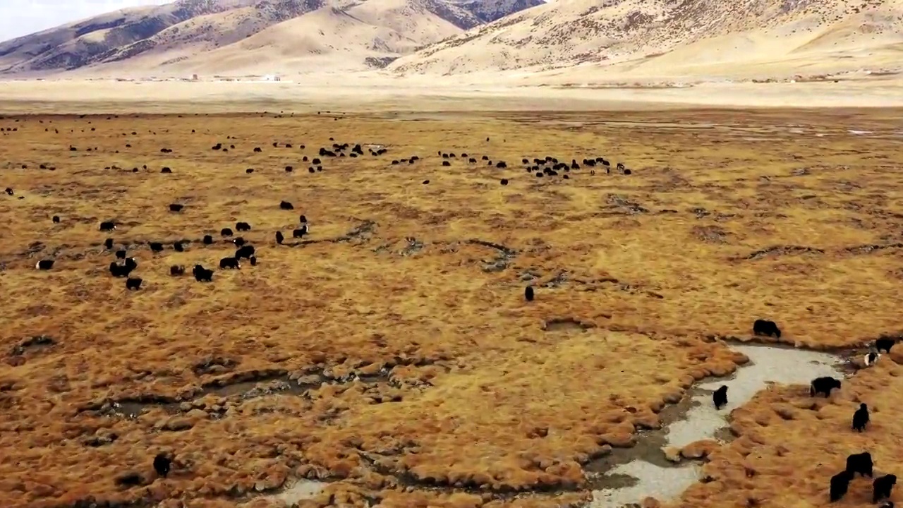 航拍高原上的牦牛牧场视频素材