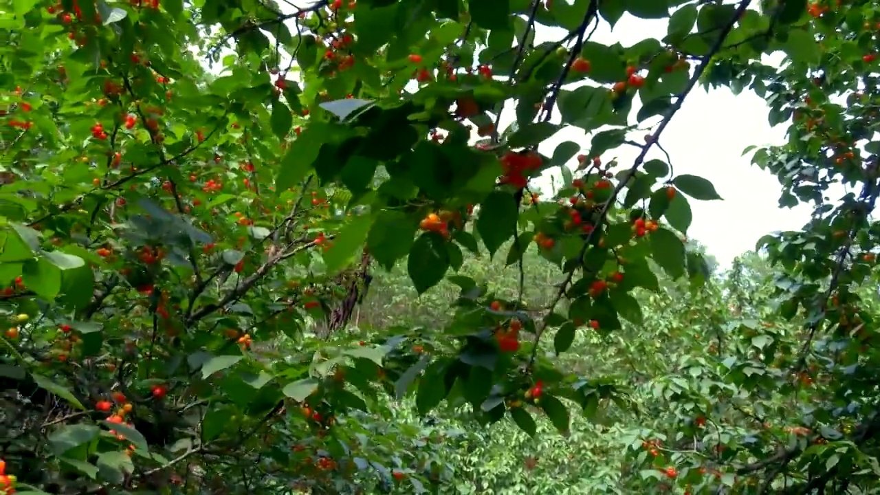 树上成熟的樱桃视频素材