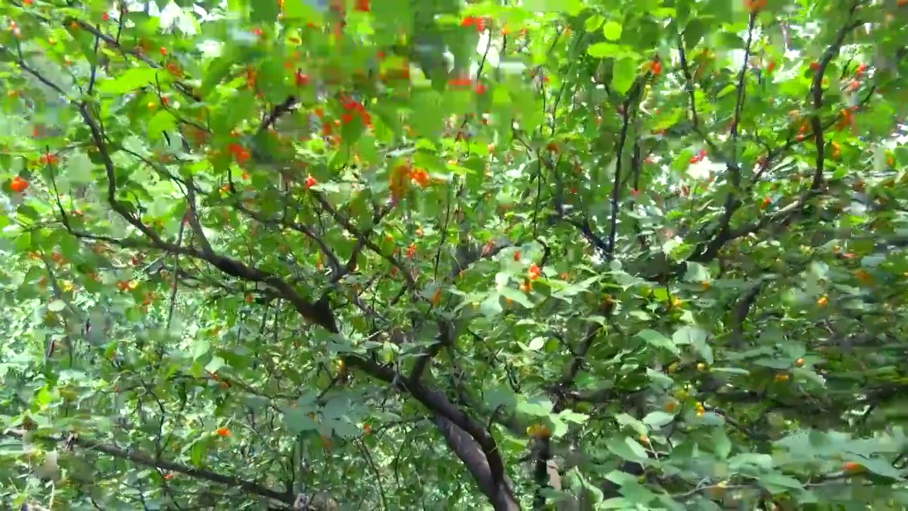 树上成熟的樱桃视频素材