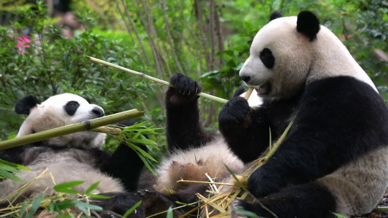 成都大熊猫繁育基地熊猫进食吃竹子视频素材