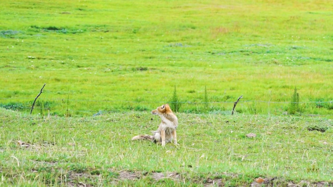 草原上的野生狐狸视频素材