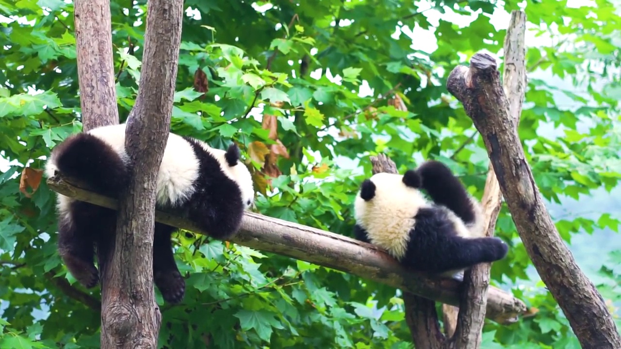熊猫基地悠然自得的大熊猫视频素材
