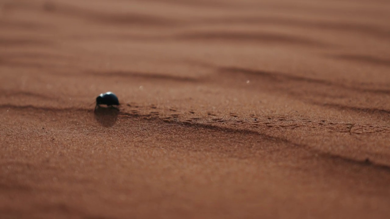 沙漠昆虫干旱自然荒漠视频素材