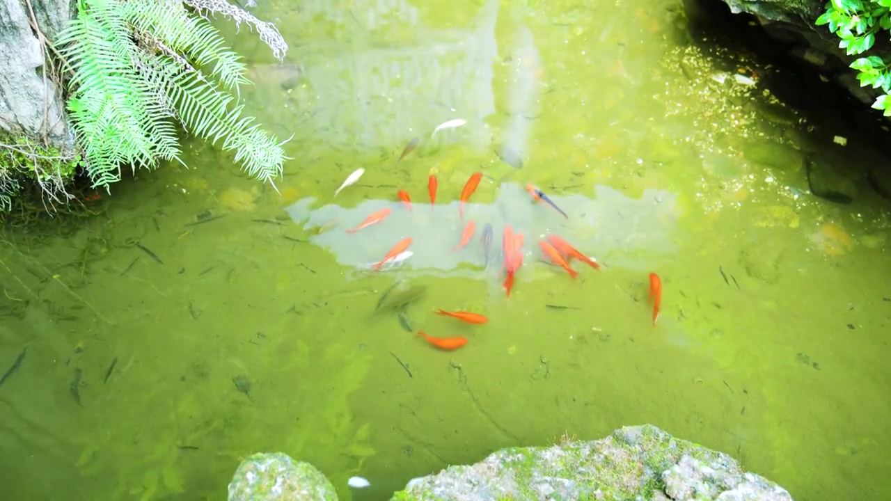 中式庭院造景假山鱼池锦鲤鱼群视频素材