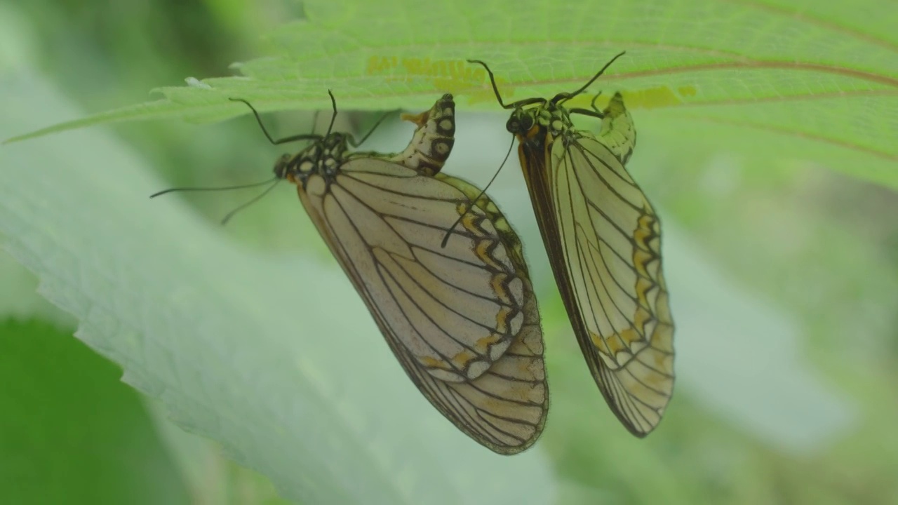 苎麻蝴蝶产卵视频素材