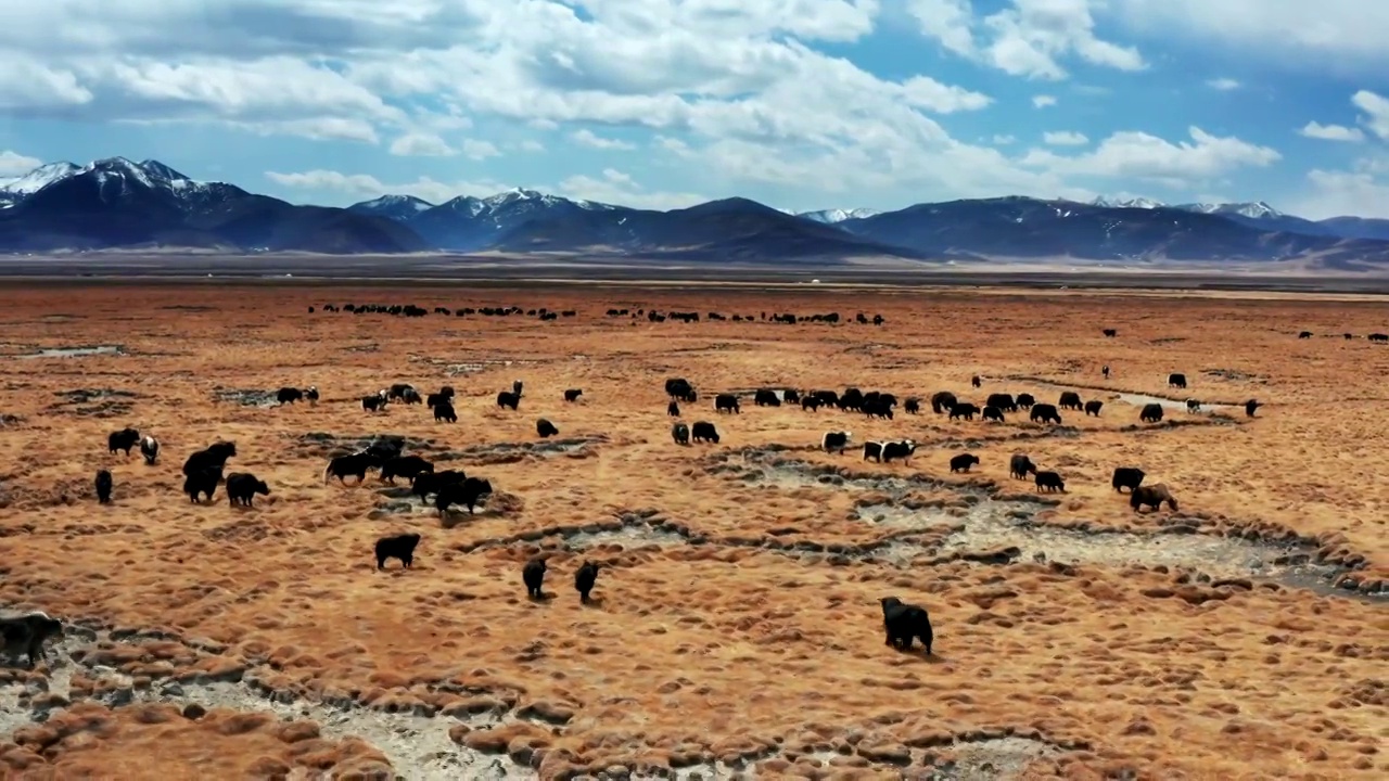 航拍西藏牦牛牧场视频素材