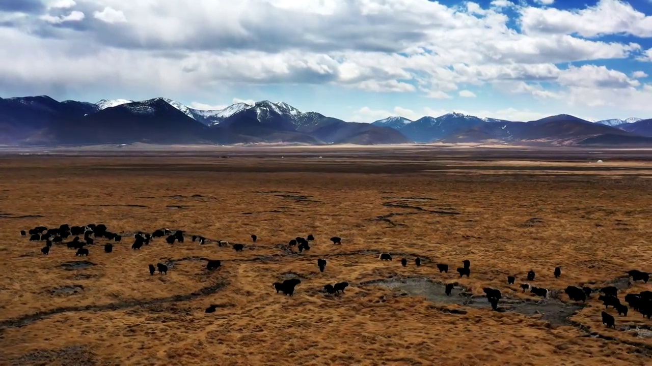 航拍西藏牦牛牧场视频素材